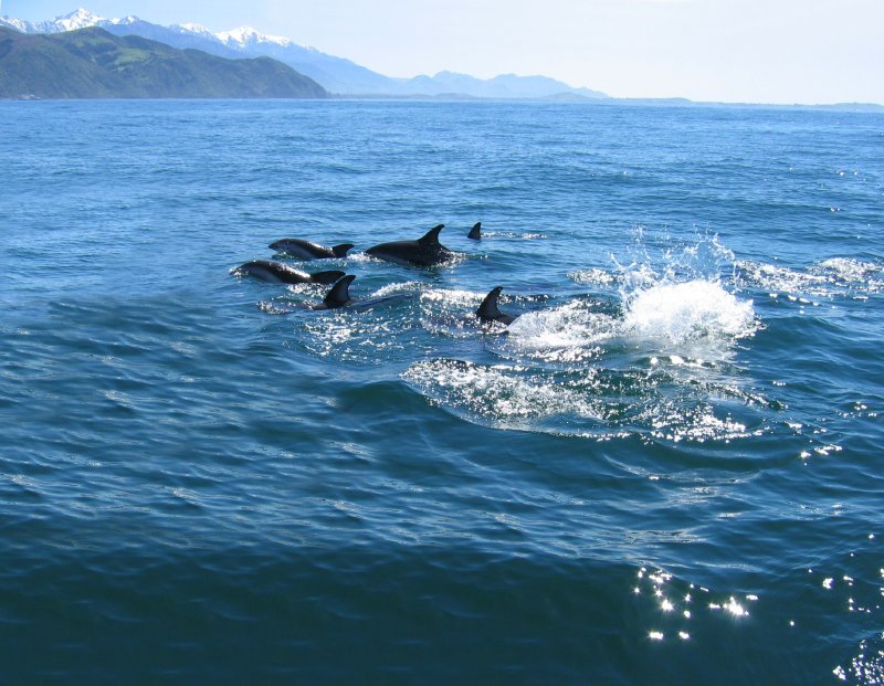 dolphin group 